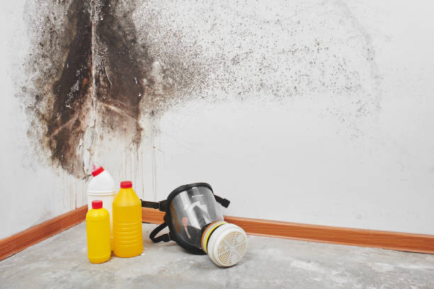 Best Residential Mold Remediation in Peaceful Valley, WA