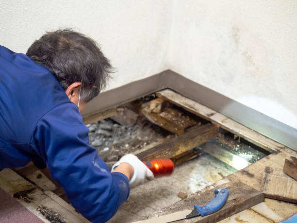 Best Insurance-Related Mold Remediation in Peaceful Valley, WA