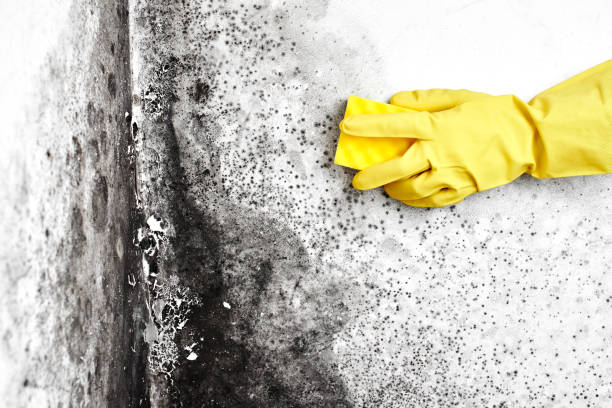 Best Residential Mold Remediation in Peaceful Valley, WA