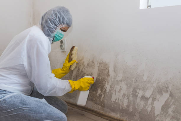 Best Bathroom Mold Remediation in Peaceful Valley, WA