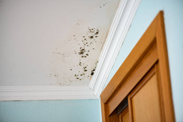 Best Black Mold Remediation in Peaceful Valley, WA