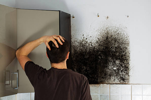 Best Bathroom Mold Remediation in Peaceful Valley, WA