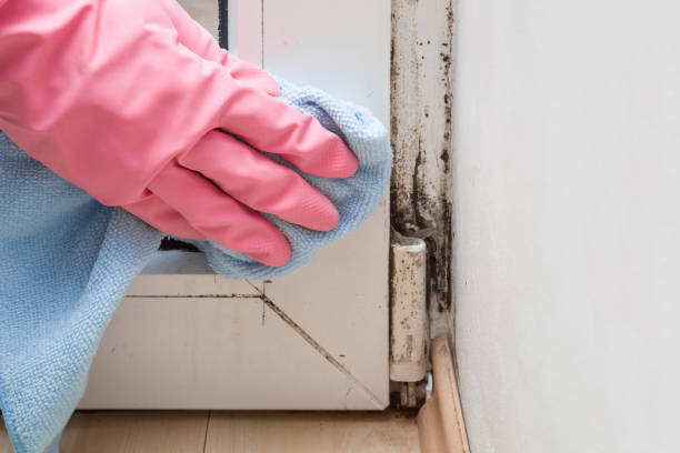 Best Mold Testing and Inspection Services in Peaceful Valley, WA