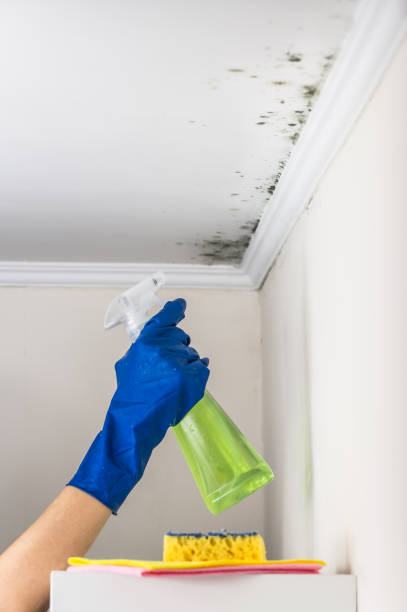 Best Commercial Mold Remediation in Peaceful Valley, WA